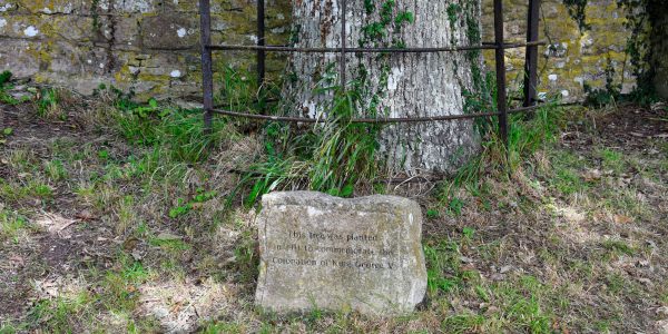 Der Baum wurde von König Georg V gepflanzt