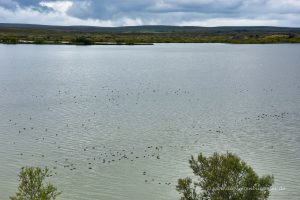 Enten auf dem Mývatn