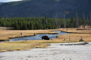 Unser erster Bison
