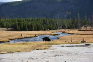 Unser erster Bison