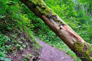 Unterm Baumstamm hindurch