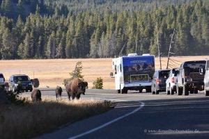 Unterwegs im Yellowstone