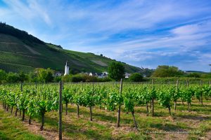 Abendlicher Spaziergang durch die Weinberge