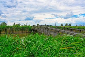 Wanderweg in Oostvaardersplassen