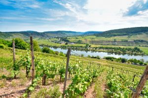 Wein im Moseltal