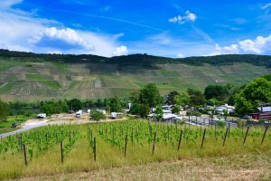 Wein so weit das Auge reicht