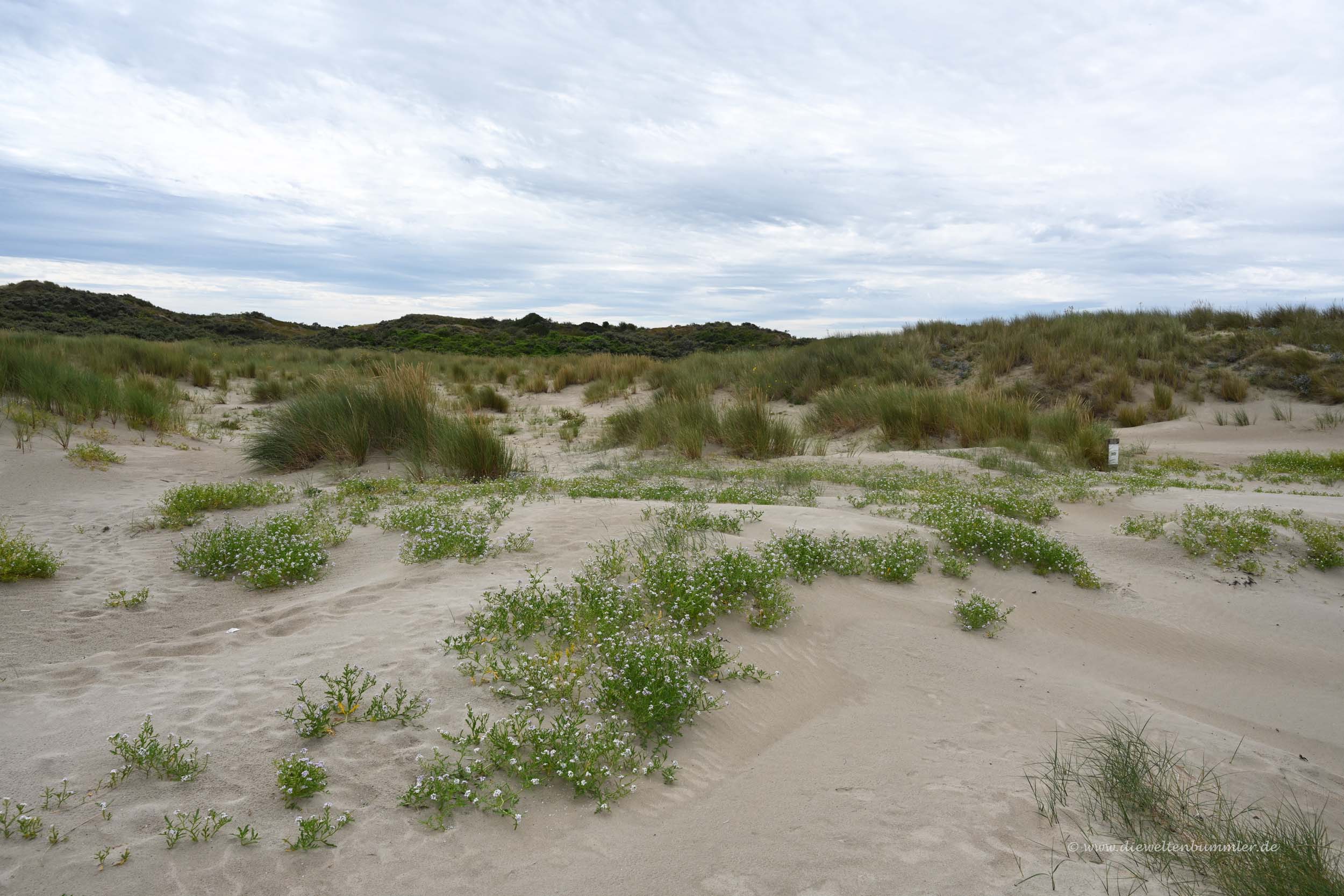 Dünen am westlichsten Punkt Belgiens