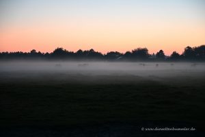 Pferde im Abendnebel