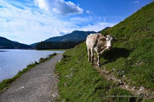 Kuh auf dem Wanderweg