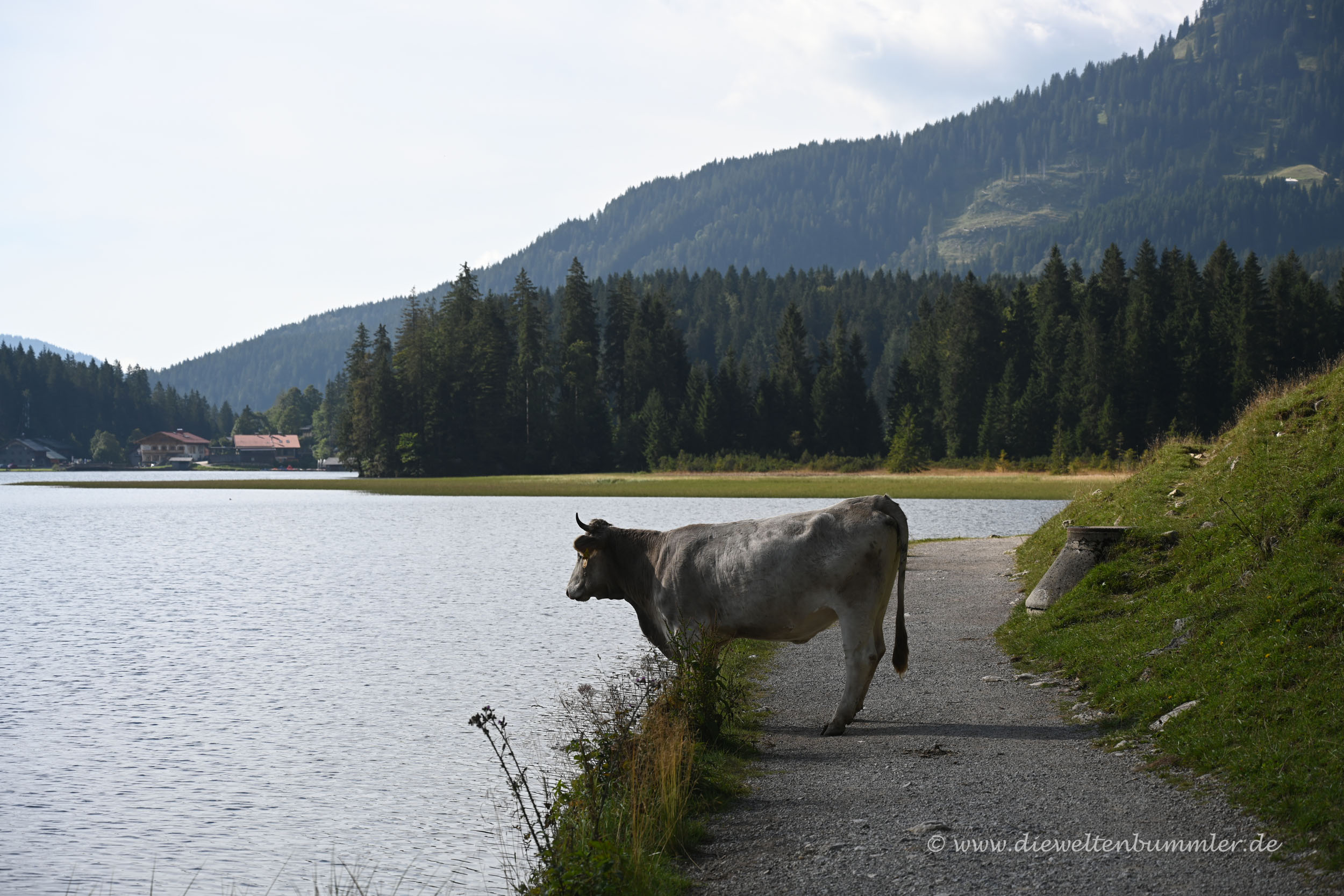 Die Kuh blockiert den Wanderweg