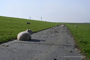 Weg am Deich