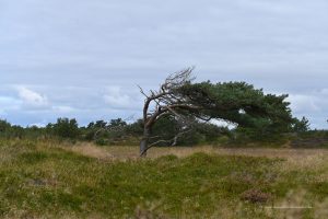 Windschiefer Baum