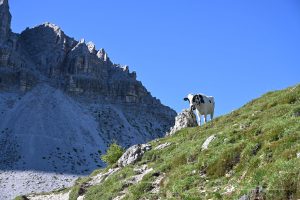 Kuh auf dem Wanderweg