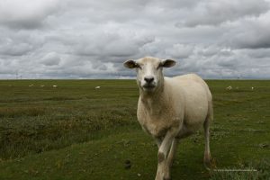 Neugieriges Schaf