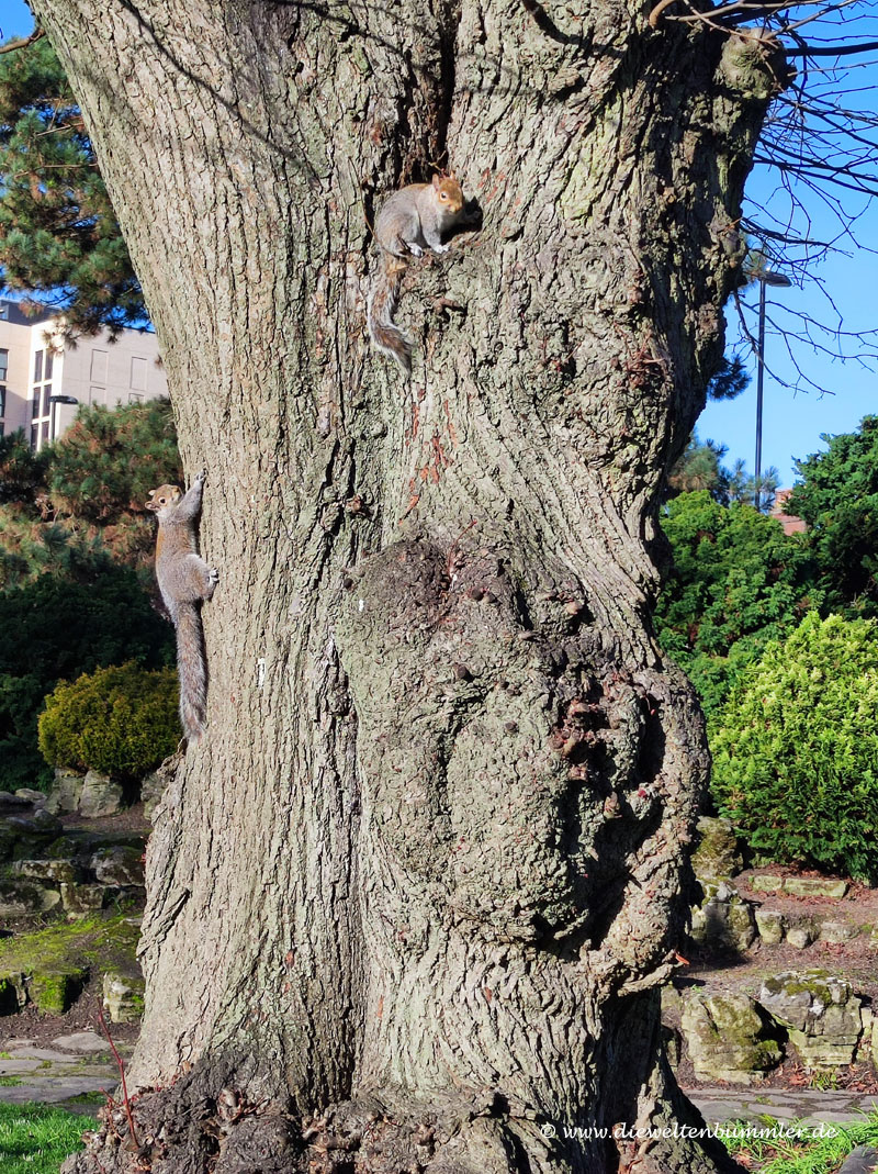 Squirrels in Southampton