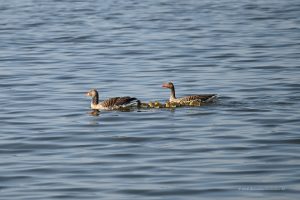 Gänsefamilie am Steinhuder Meer