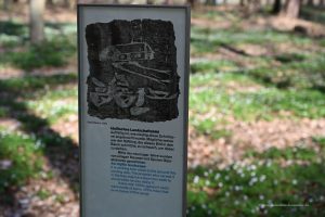 So sahen die Ritzungen aus