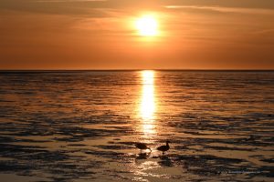 Sonnenuntergang mit Enten