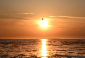 Sonnenuntergang mit Möwe