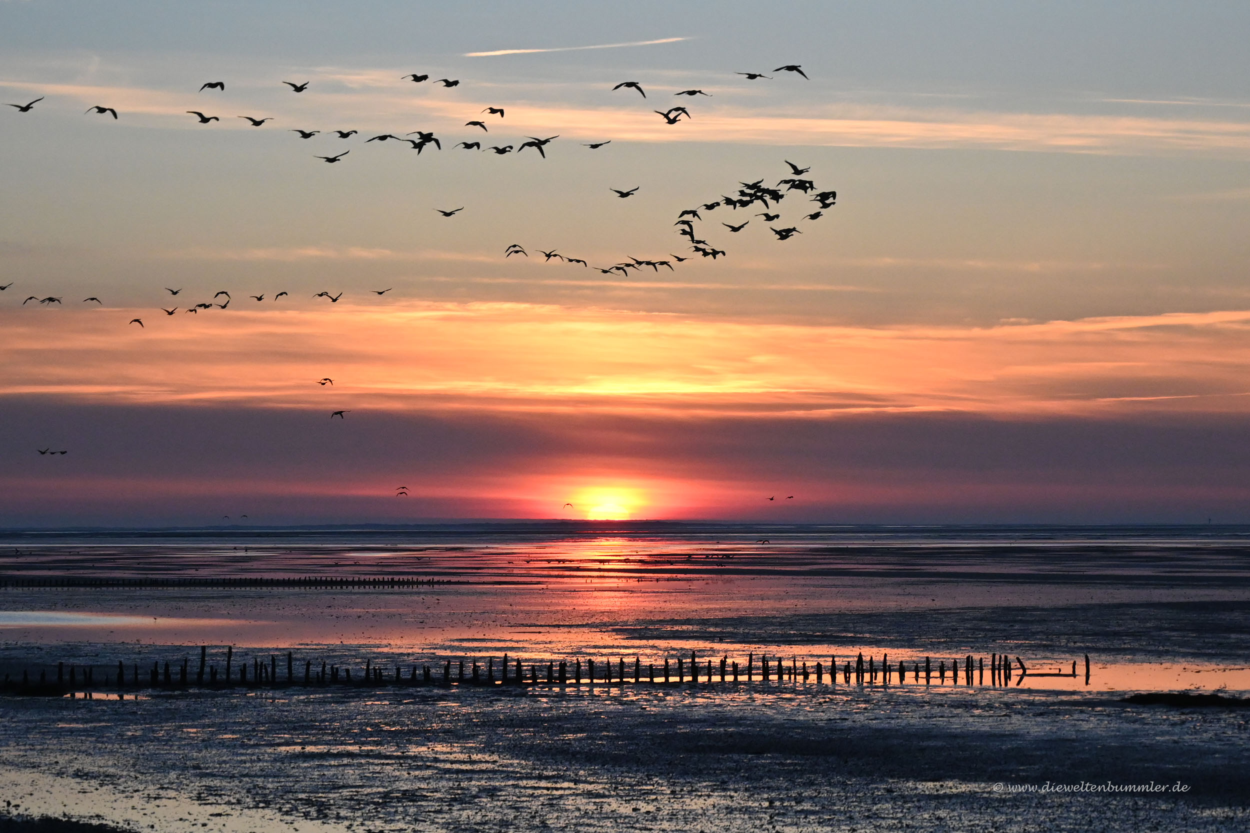 Sonnenuntergang mit Vogelschwarm