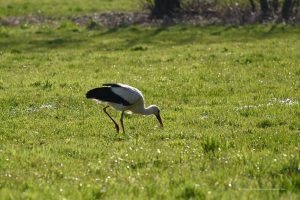 Storch in Steinhude