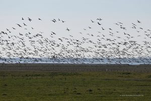Vogelschwarm an der Nordseeküste