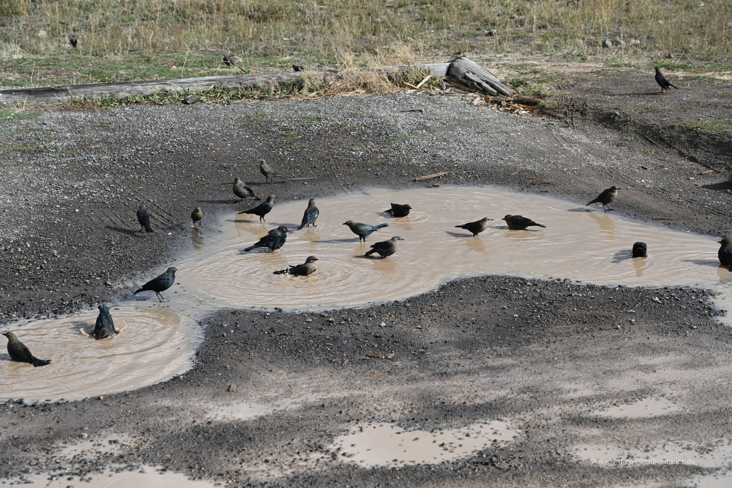Badeplatz für Vögel