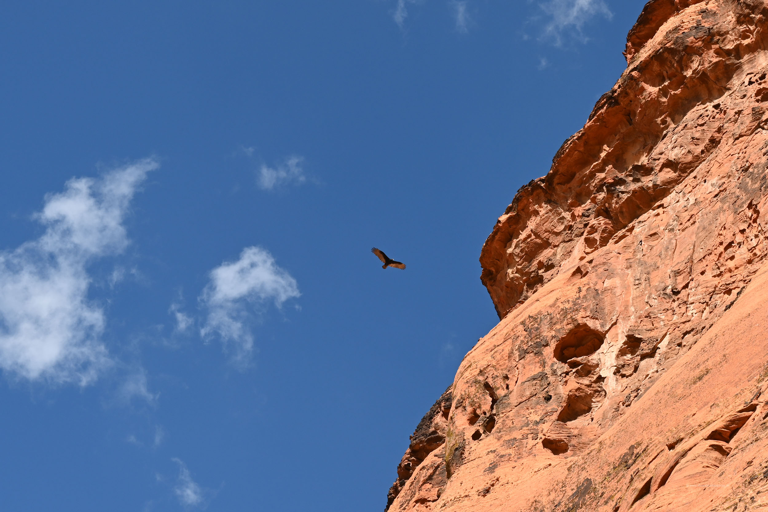 Greifvogel im Canyon