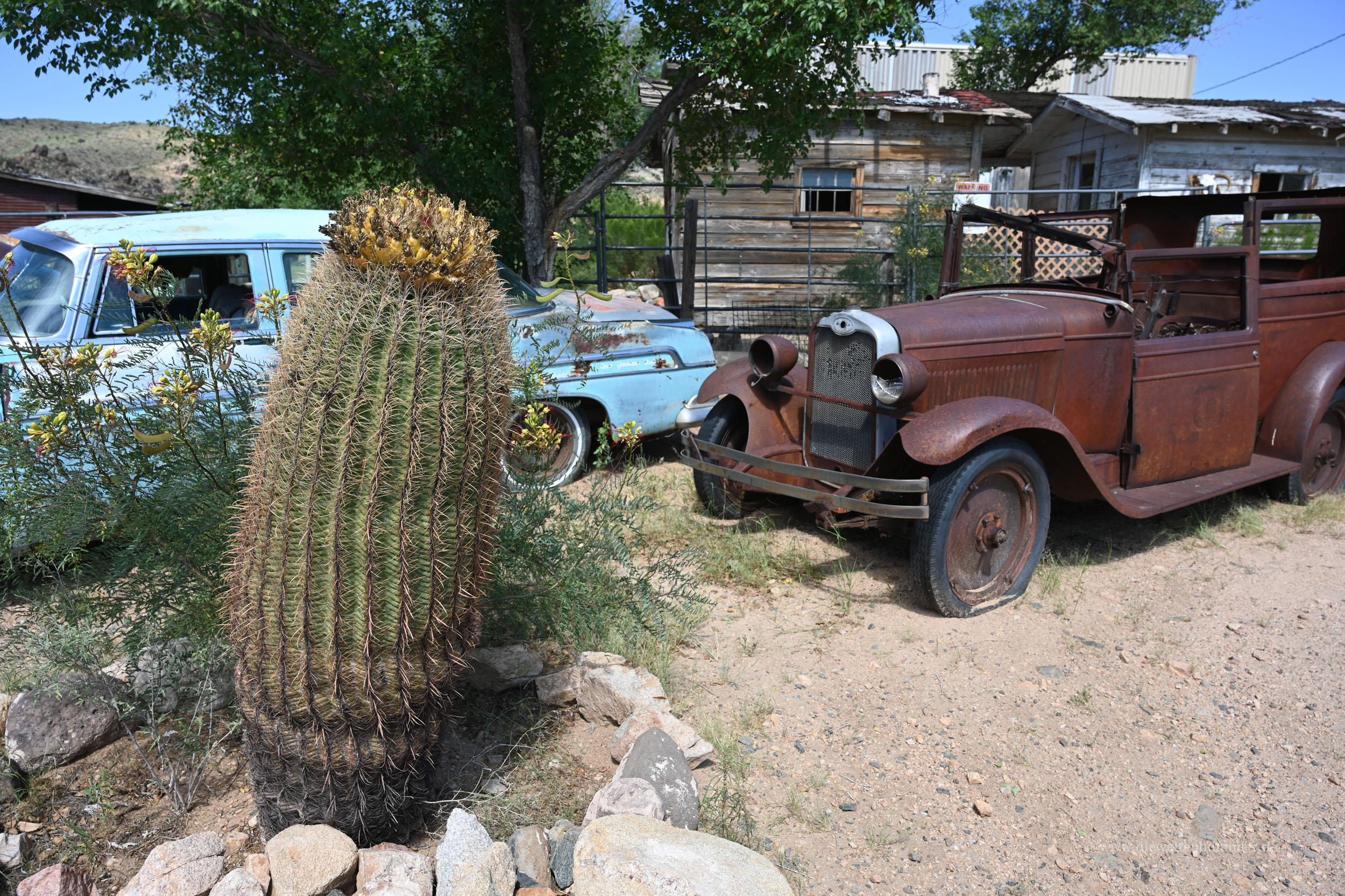 Kaktus und Oldtimer