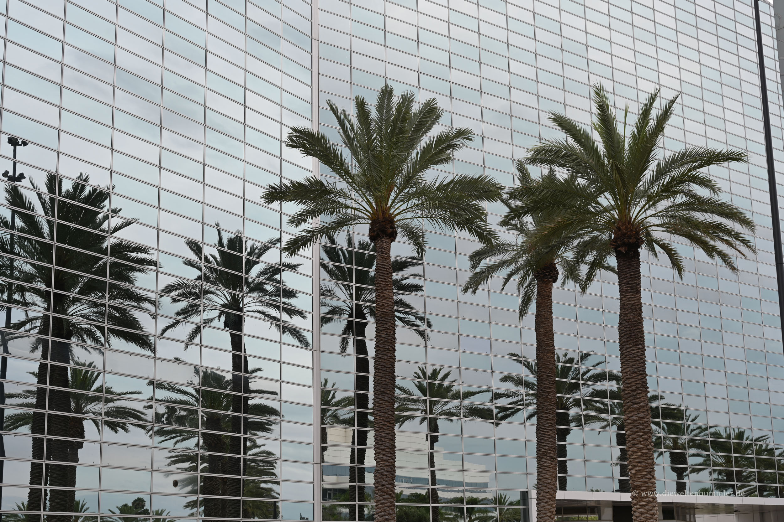 Palmen vor der Glasfassade