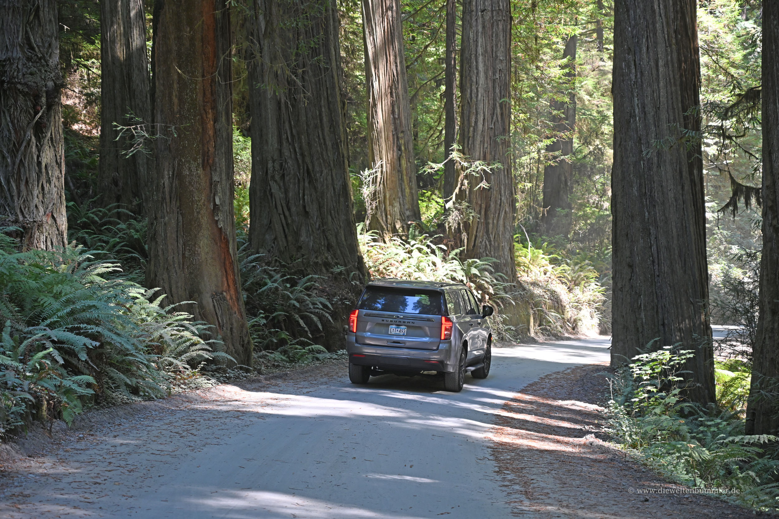 Schotterstraße im Redwood Nationalpark