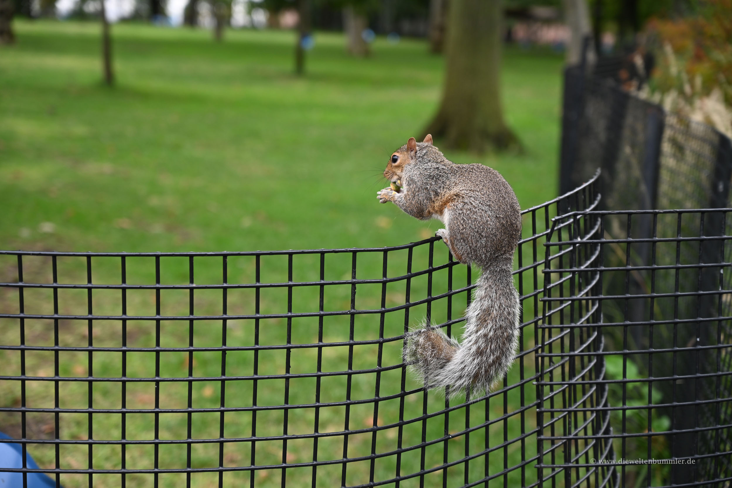 Squirrel in Manhattan