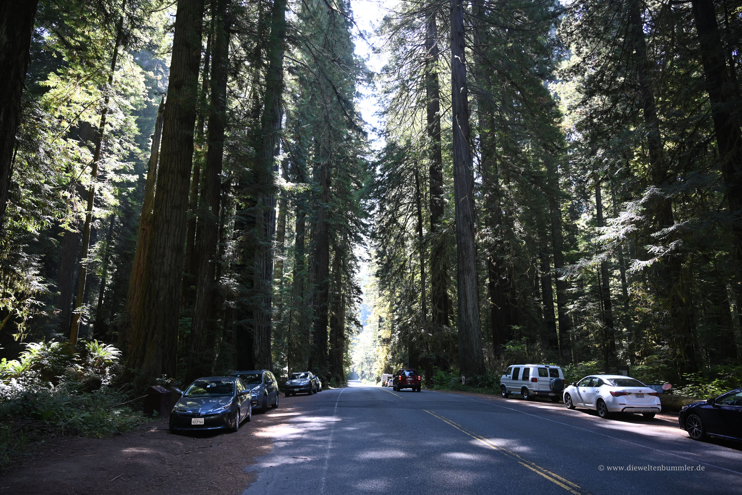 Straße im Redwood Nationalpark
