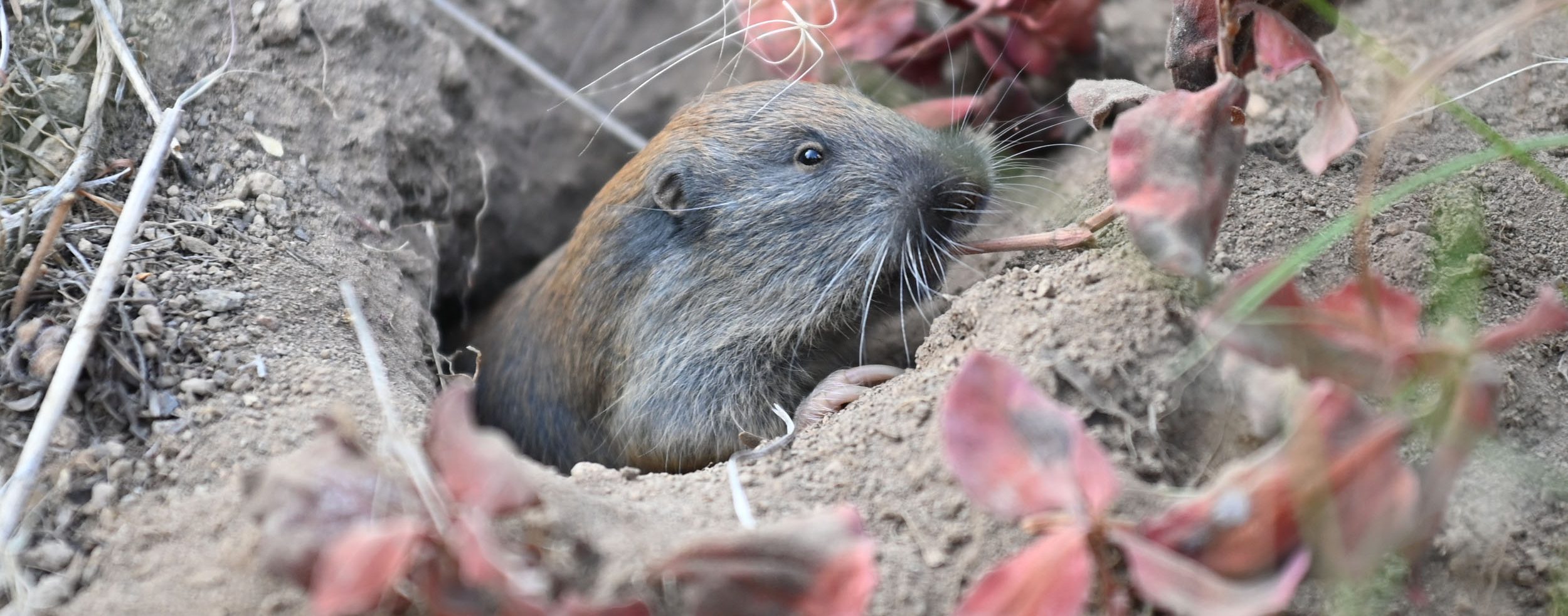 Taschenratte in Oregon Die Weltenbummler