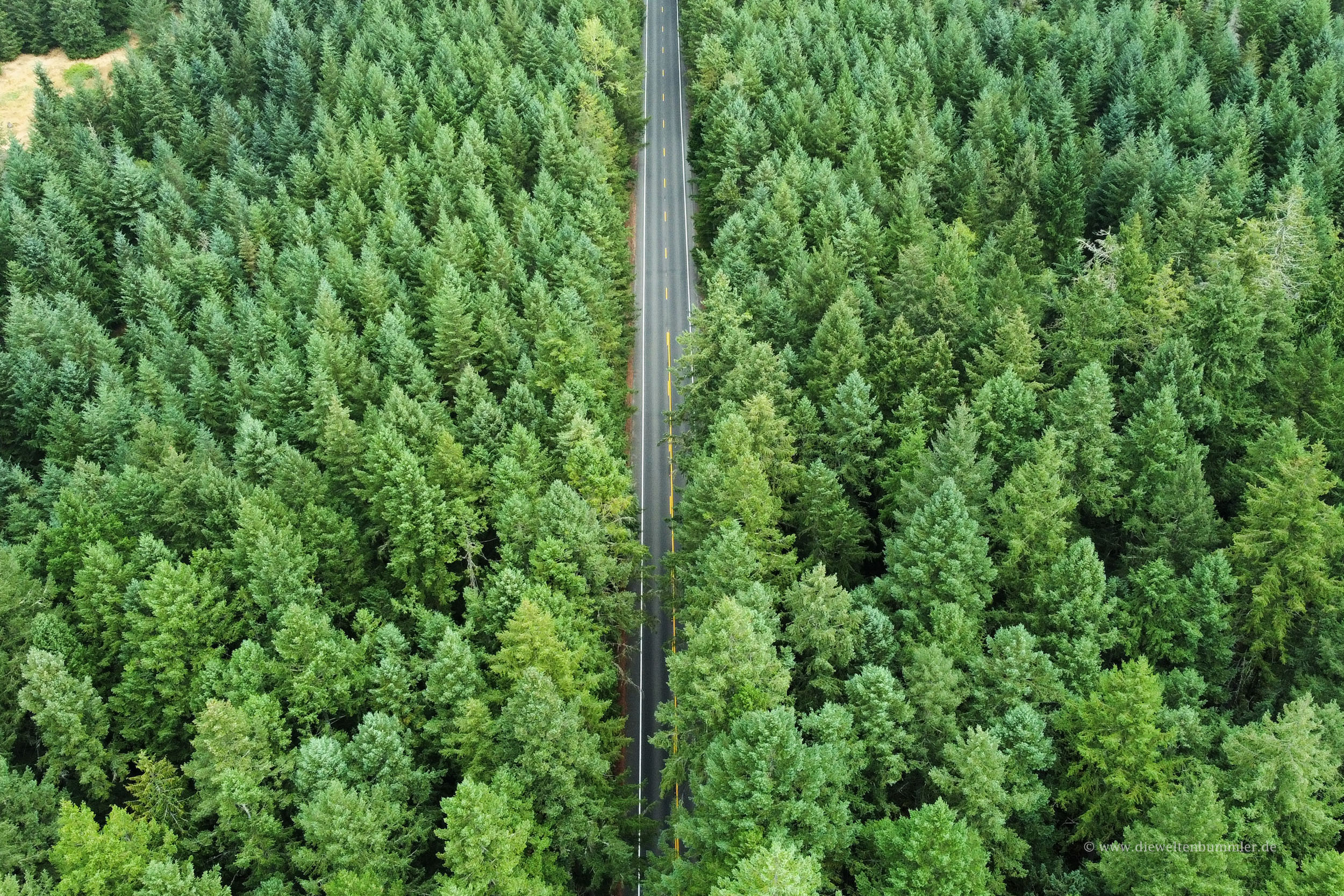Wälder von Oregon