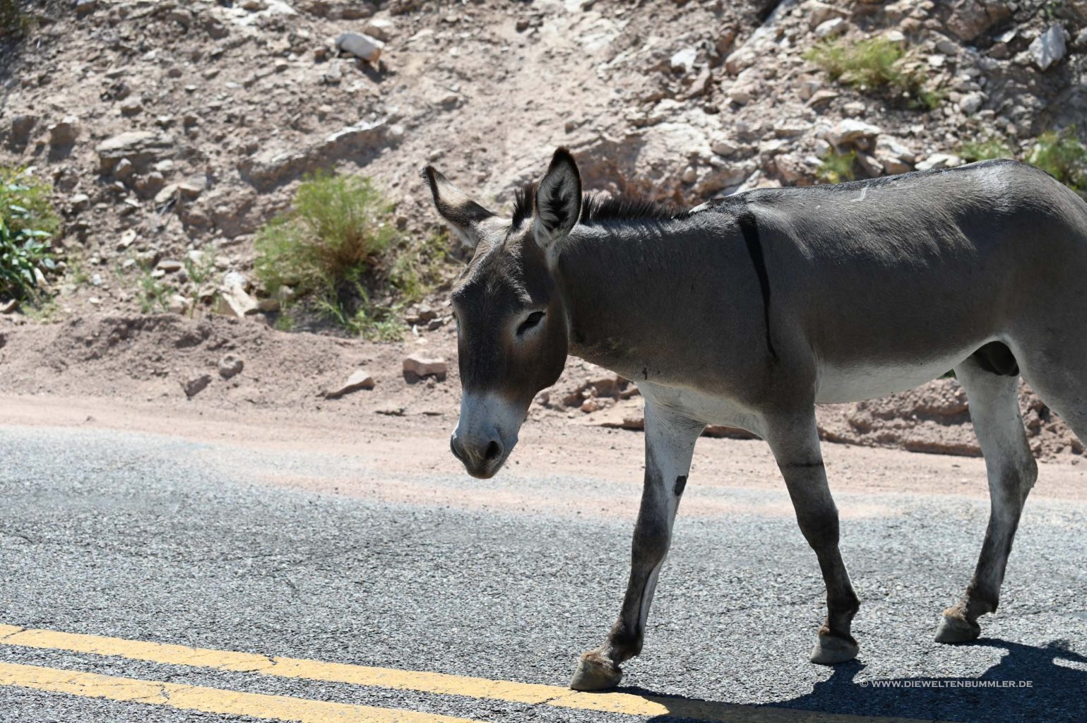 Esel in Arizona