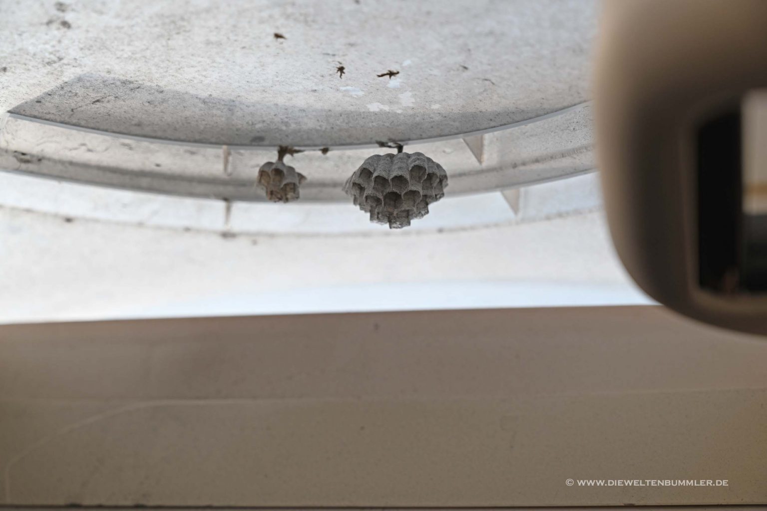 Insektennest in der Dachluke