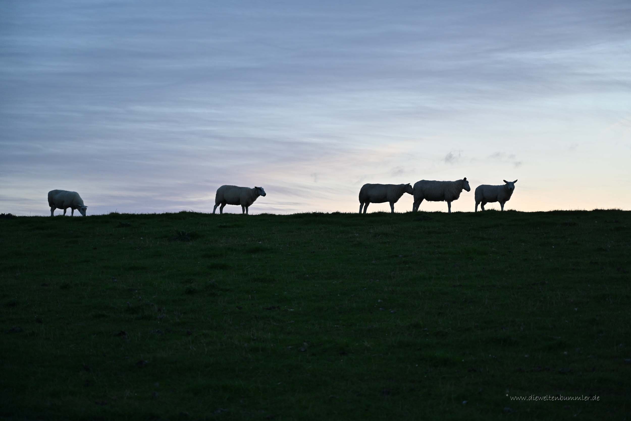 Schafe am Abend