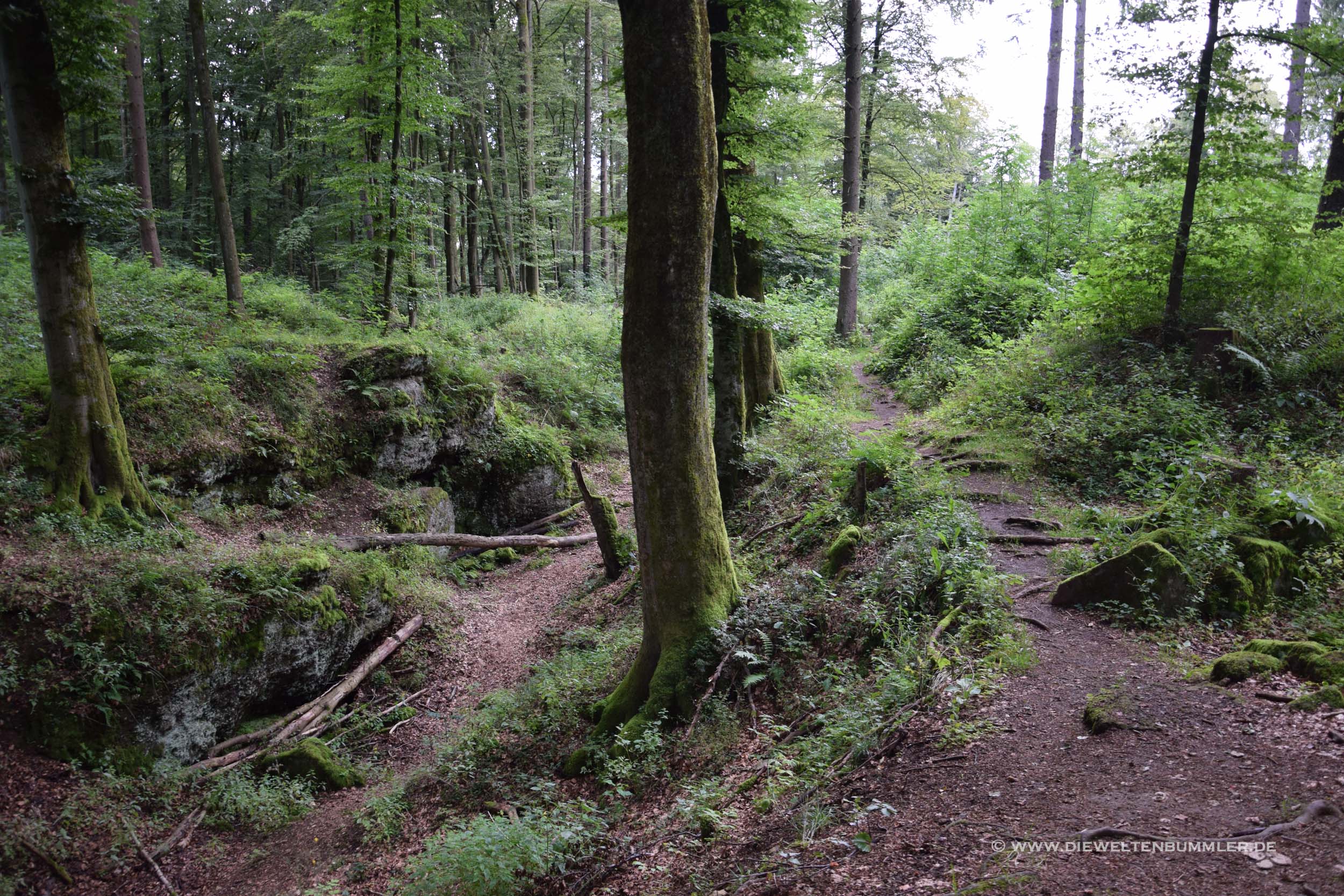 Idyllischer Wald