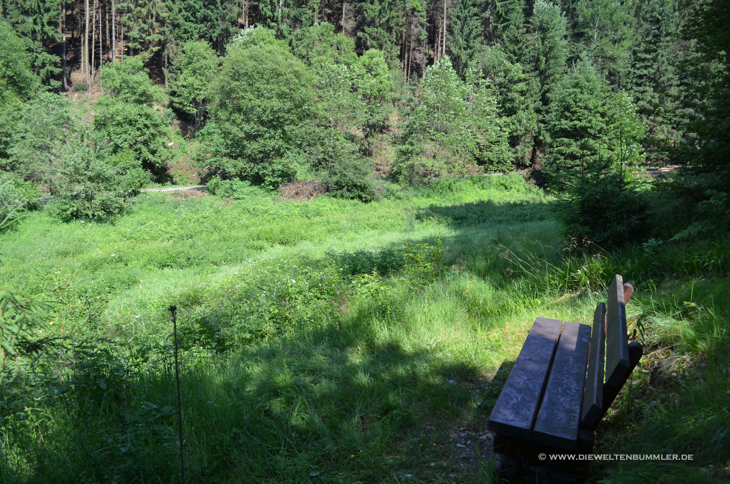 Mitten im Wald