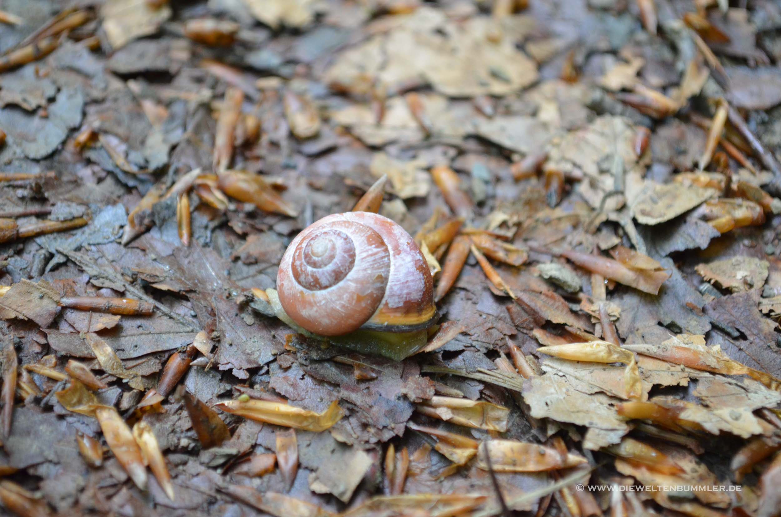 Schnecke