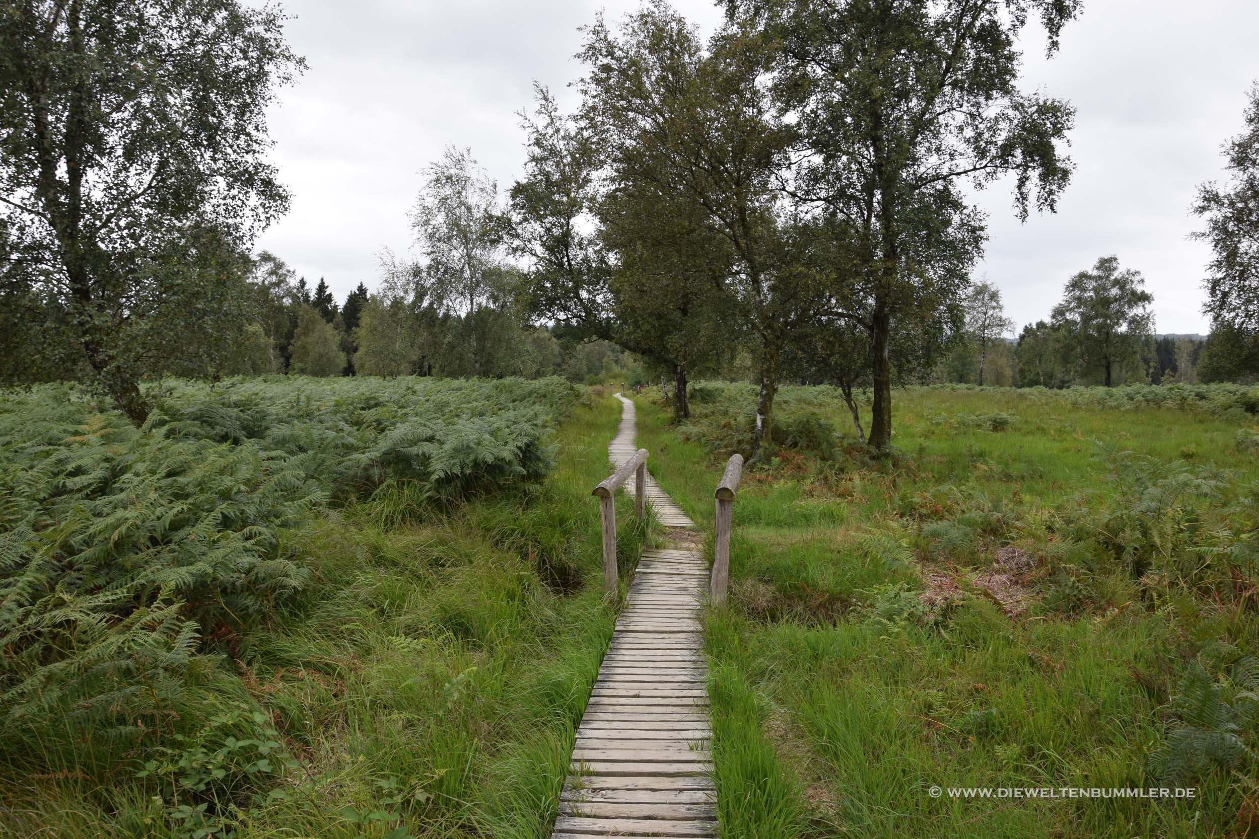 Wandern auf einem Holzbohlenweg Wandern auf einem Holzbohlenweg