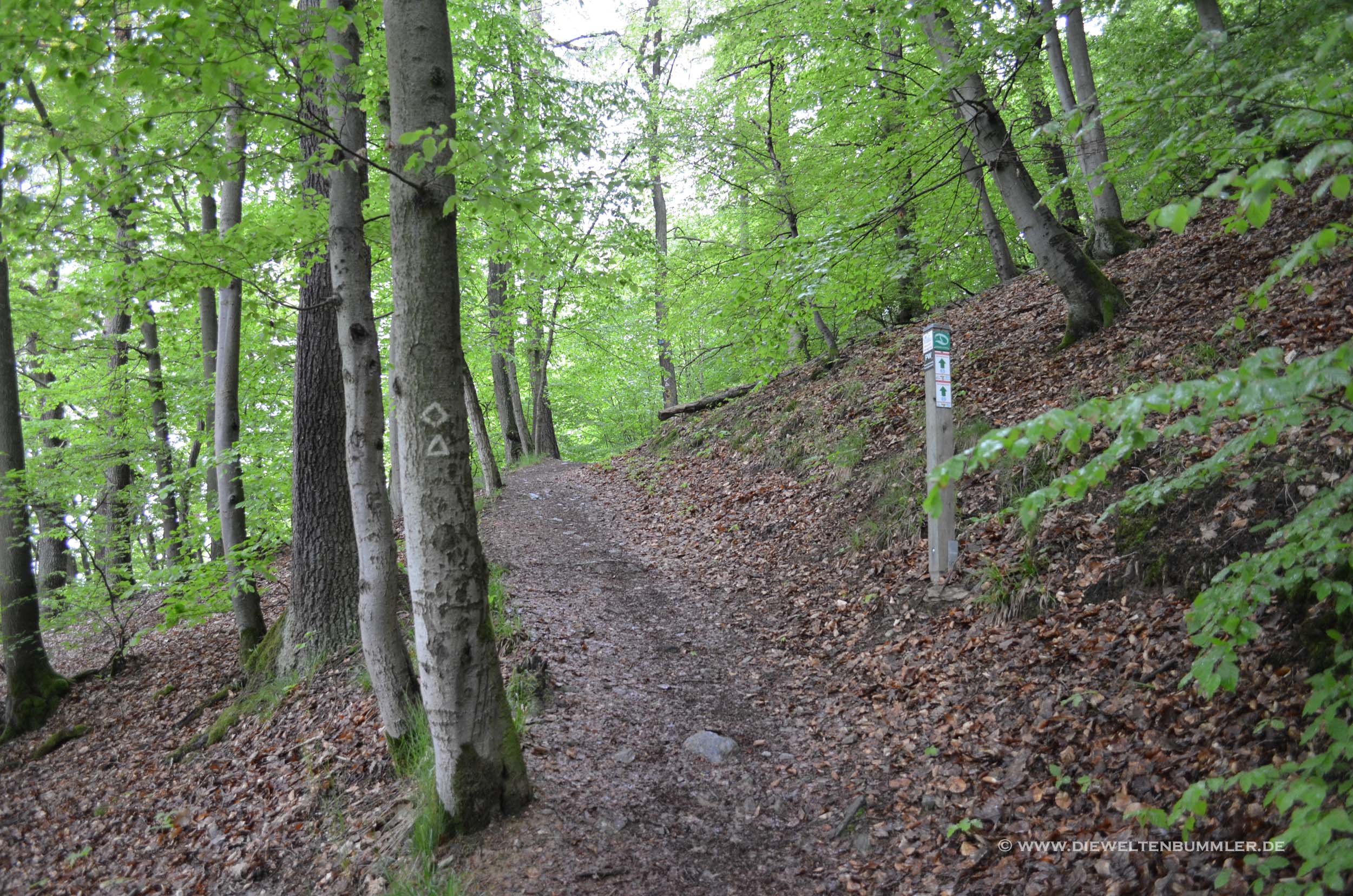 Wandern im Wald