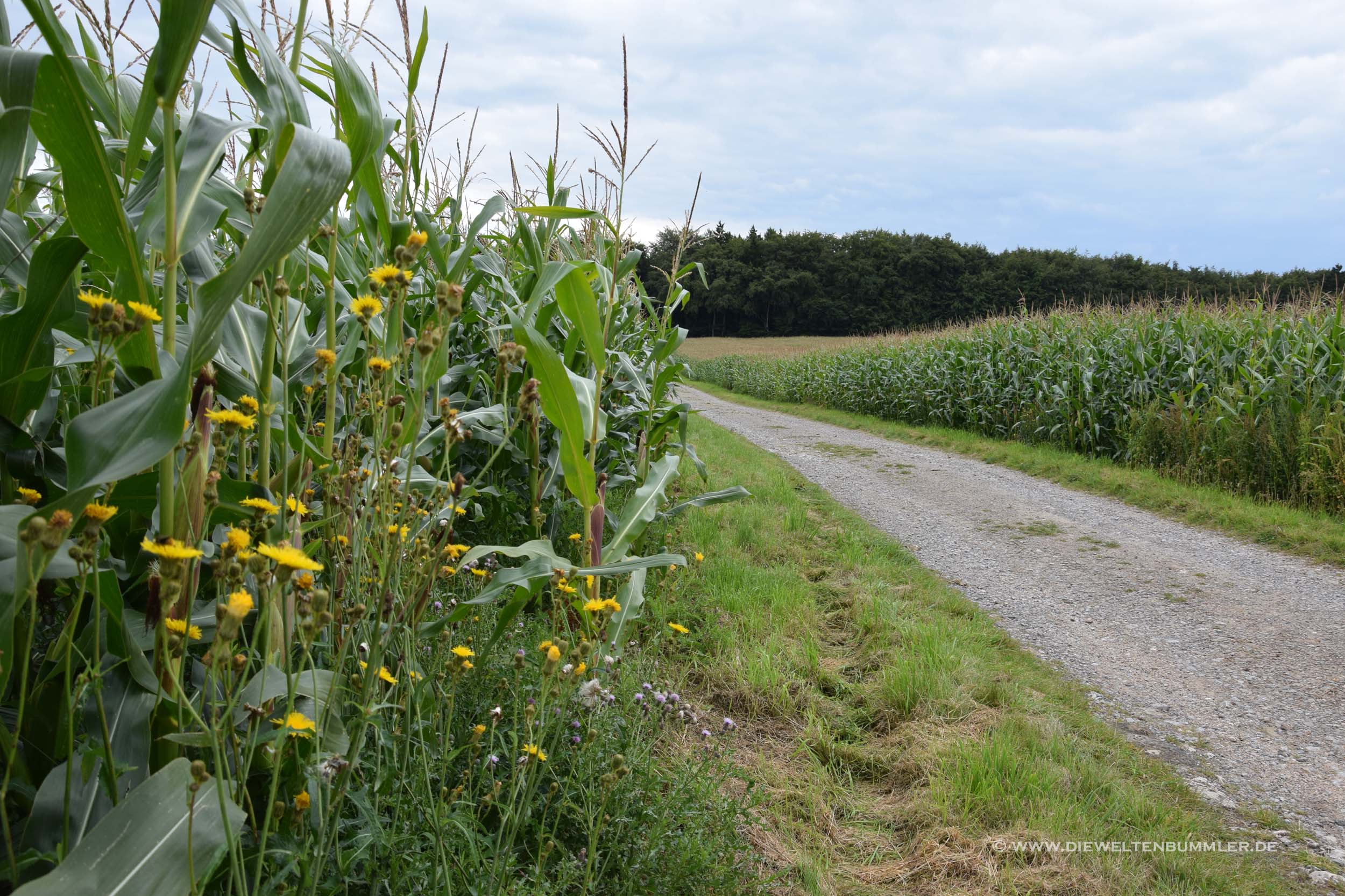 Wanderung entlang von Maisfeldern