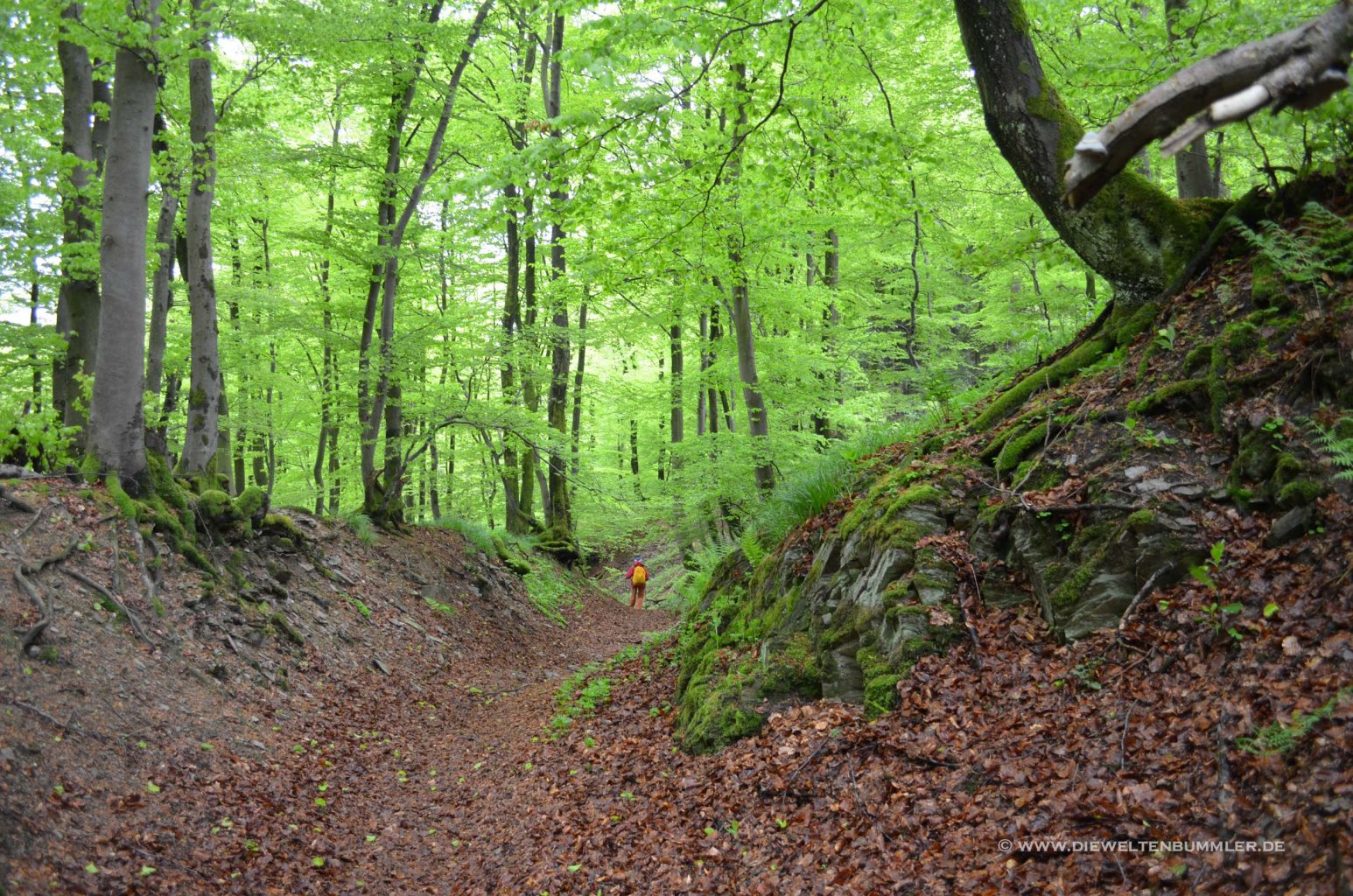 Auf dem geologischen Rundwanderweg bei Düdinghausen