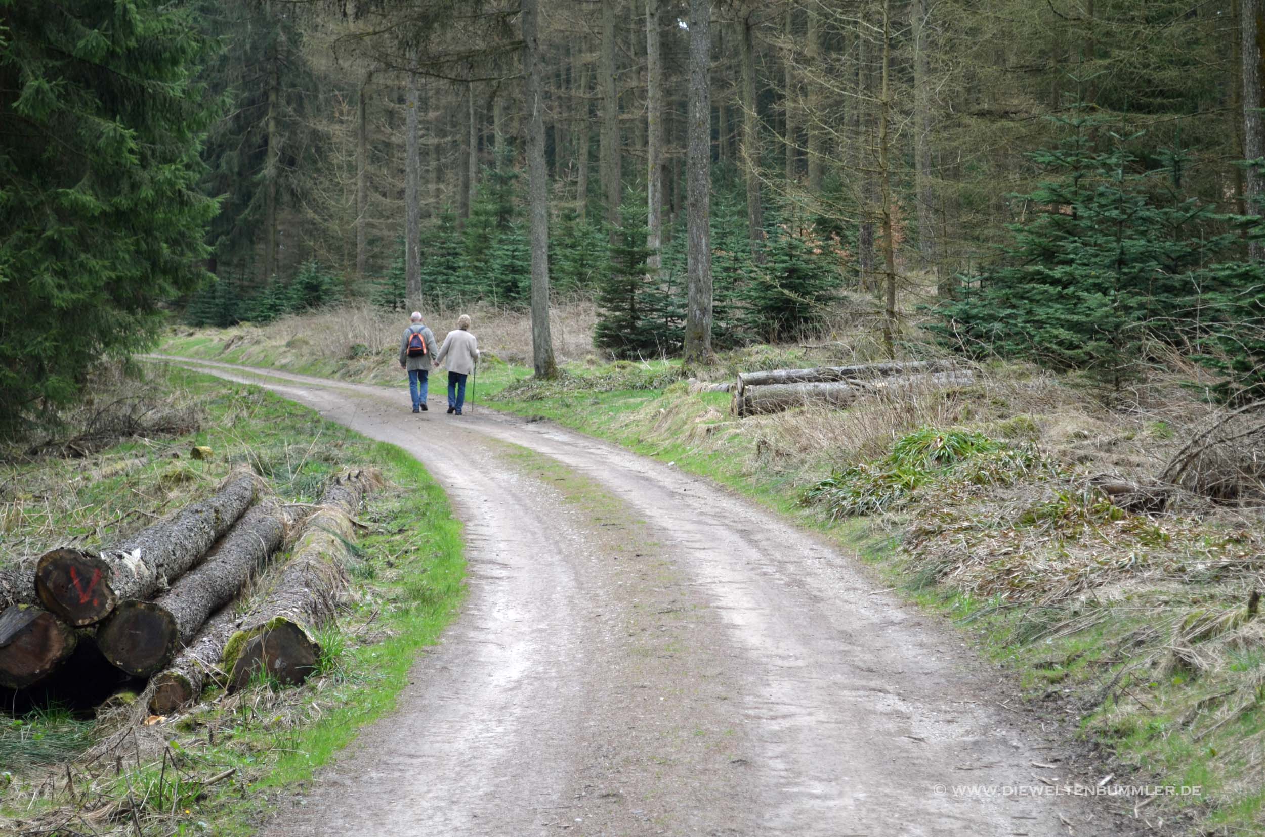 Wanderweg im Wald