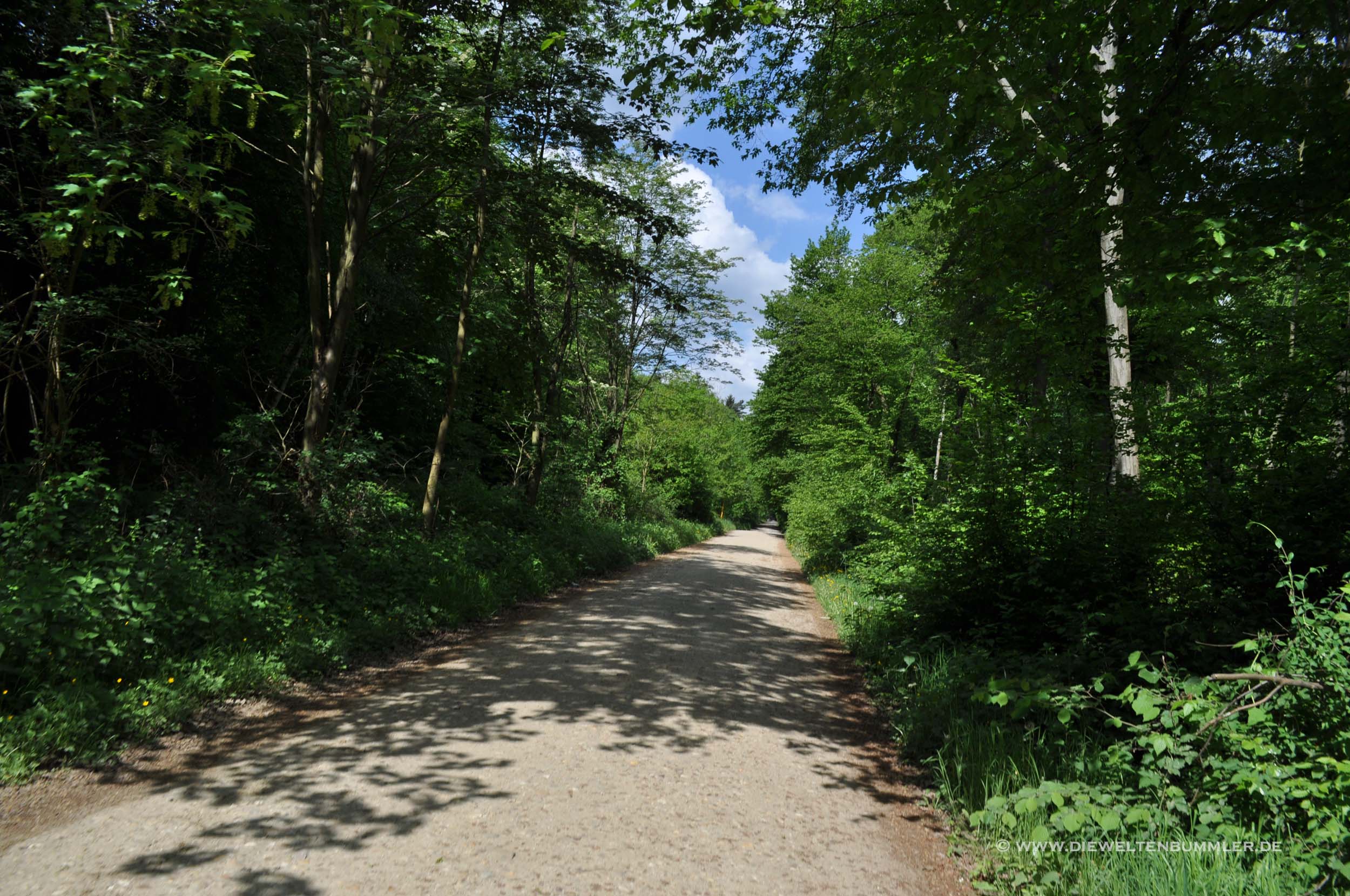 Waldweg im Kottenforst