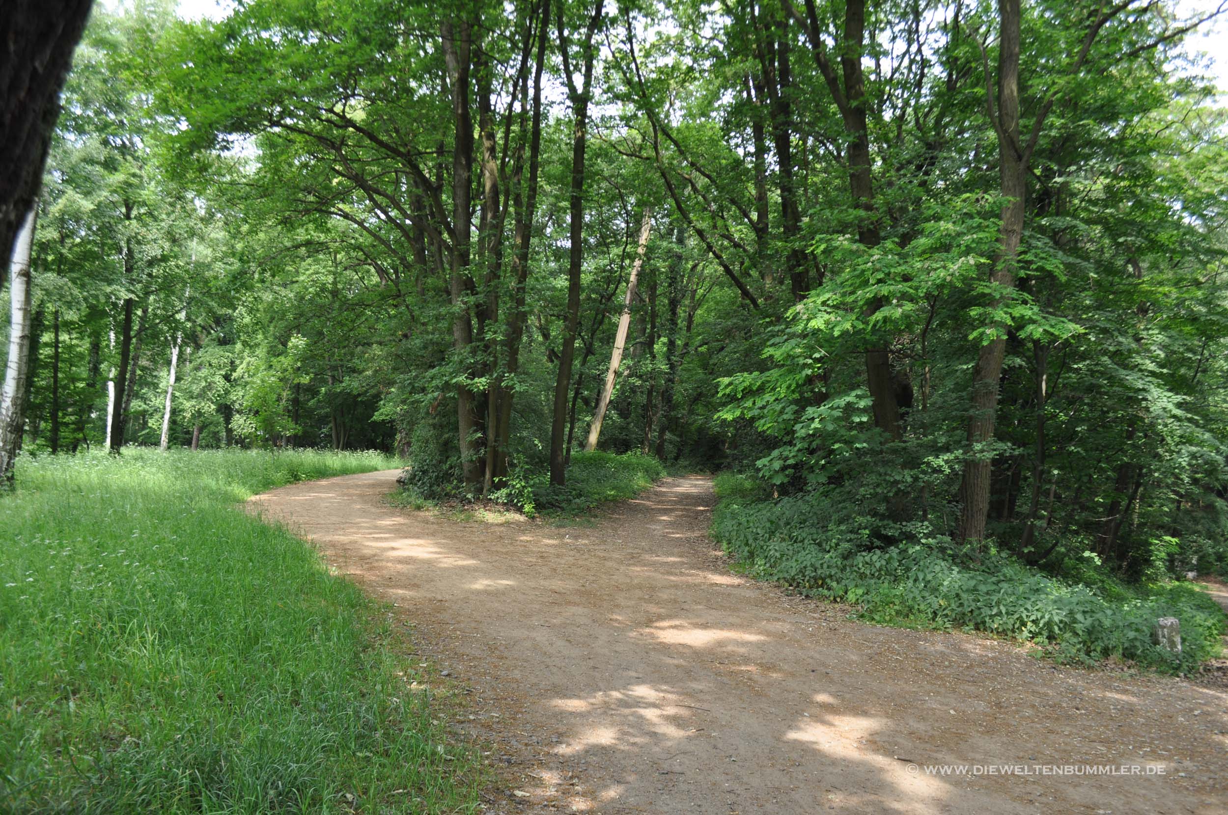 Wandern im Wald