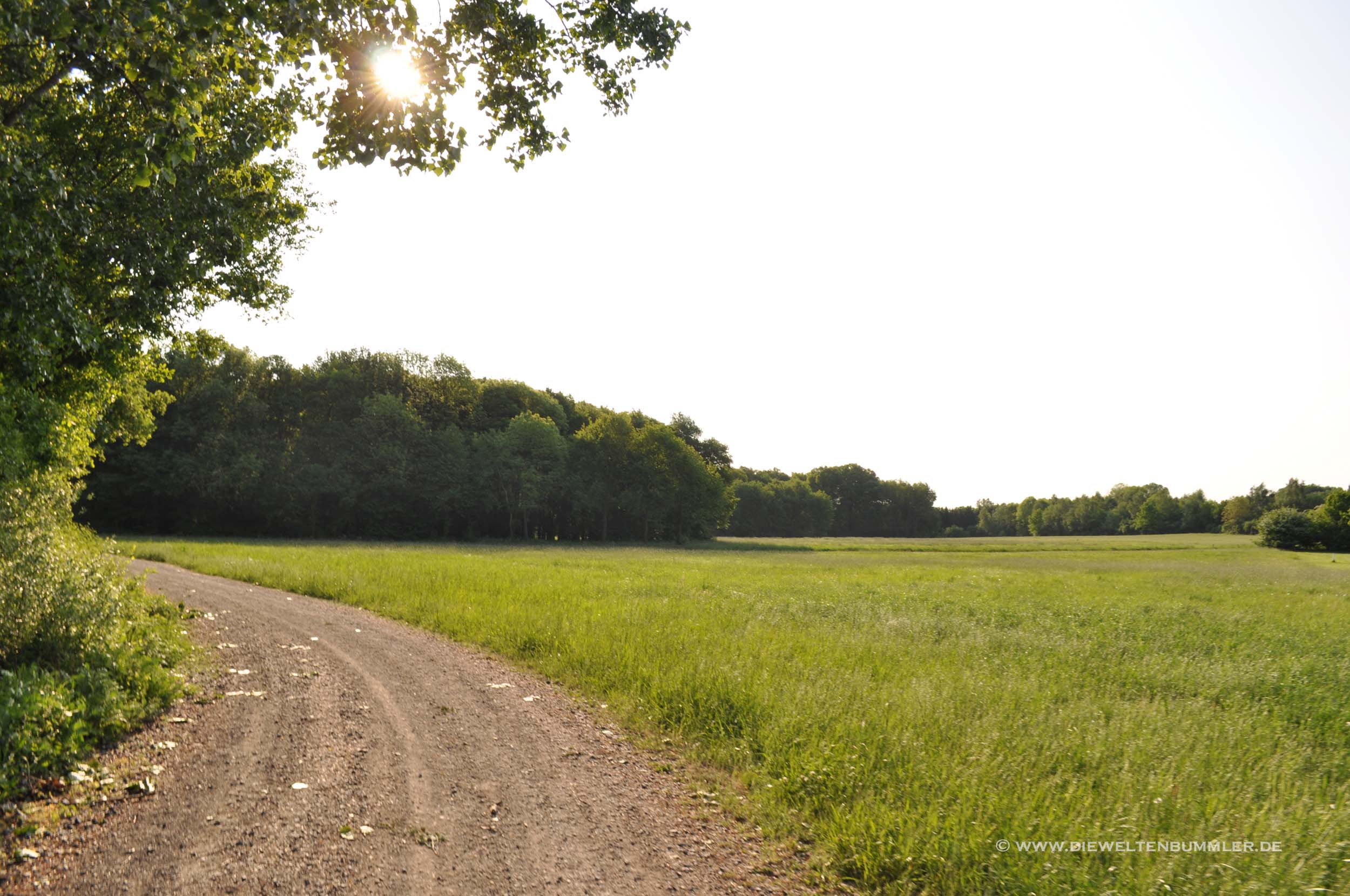 Weg am Waldrand