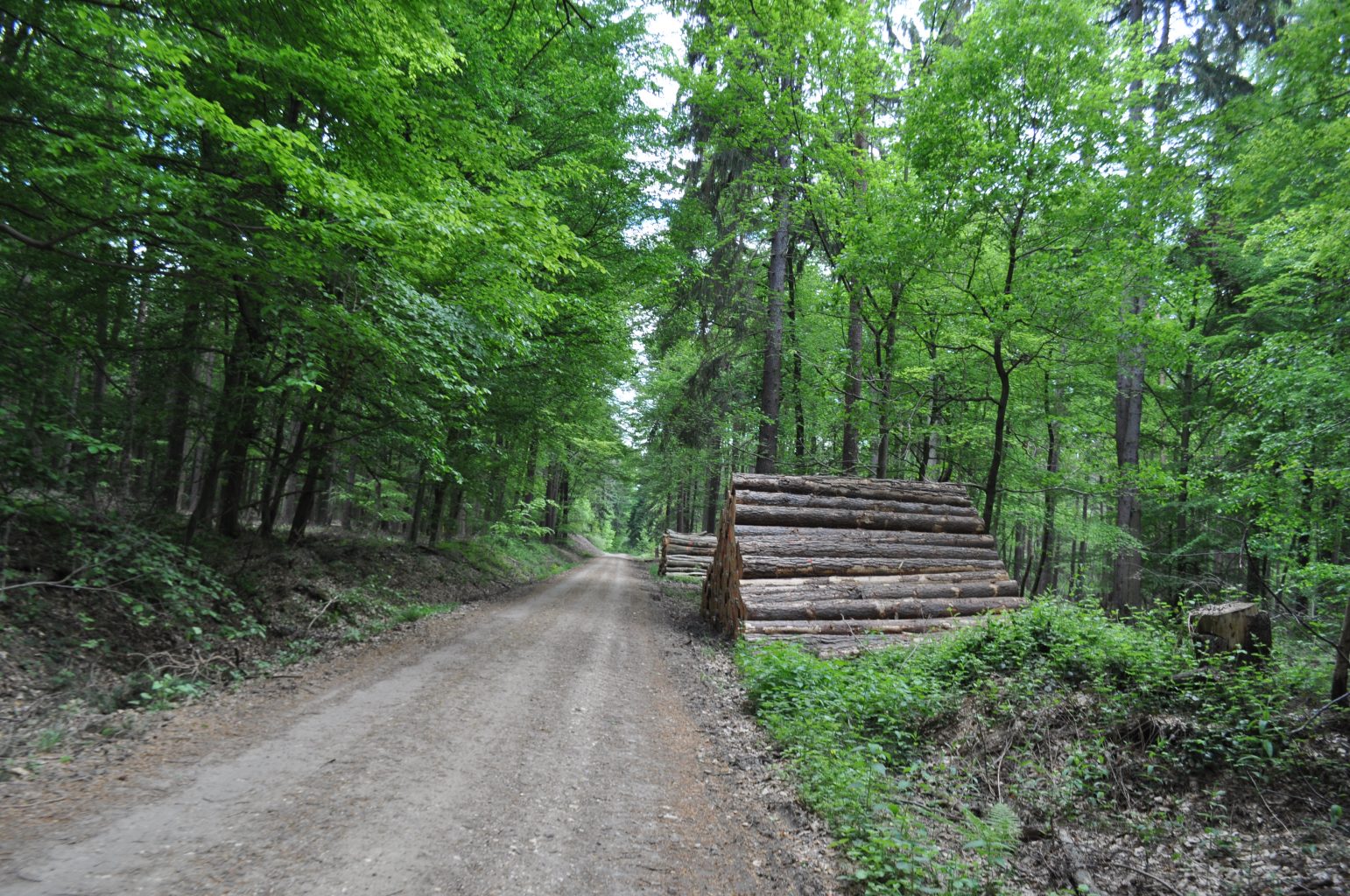 Waldweg